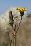 Hypochaeris radicata