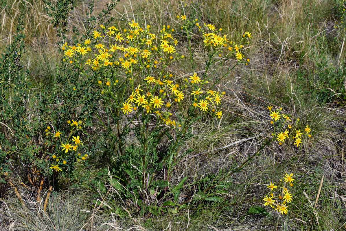 Изображение особи Senecio jacobaea.