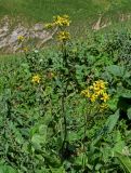 Ligularia thomsonii. Цветущее растение в сообществе с Rumex. Киргизия, Джалал-Абадская обл., Западный Тянь-Шань, Чаткальский хр., перевал Макмал, ≈ 2600 м н.у.м., используемый под выпас субальпийский луг. 13.07.2022.