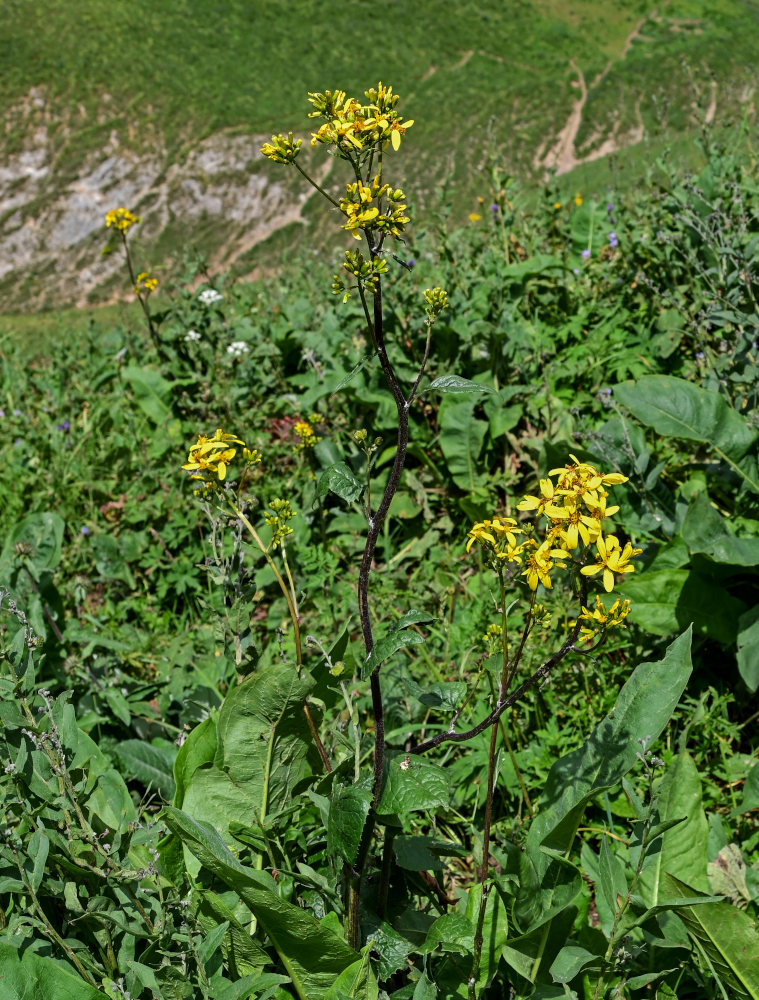 Изображение особи Ligularia thomsonii.