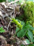 Ruscus colchicus. Ветвь в начале развития. Краснодарский край, городской округ Сочи, Хостинский р-н, Тисо-самшитовая роща, тенистый склон горы. 18.04.2023.