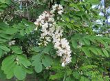 Robinia pseudoacacia