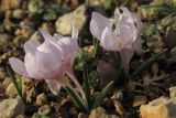 Colchicum triphyllum. Цветущие растения. Крым, Балаклава, г. Крепостная. 16 февраля 2016 г.