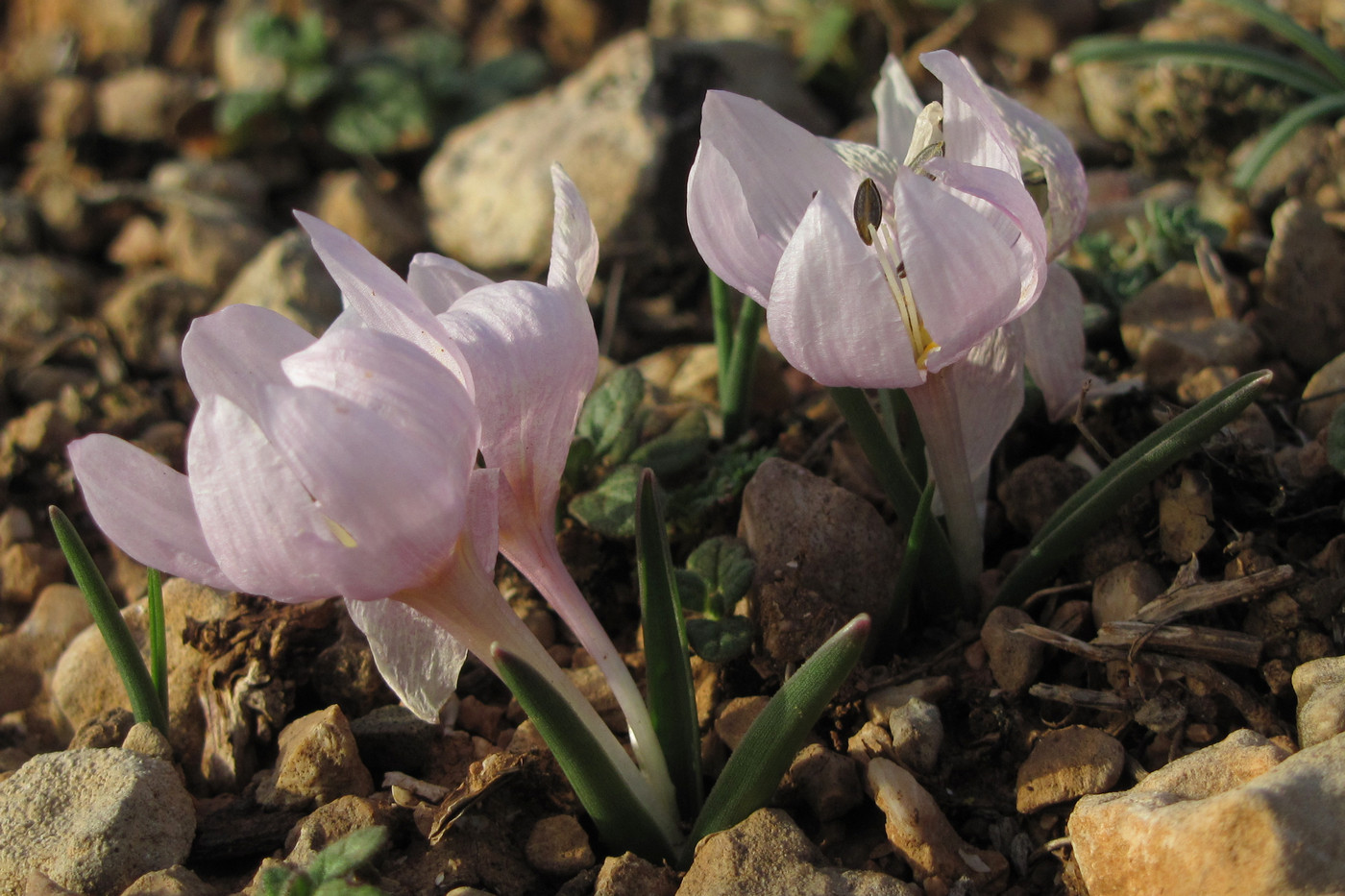 Image of Colchicum triphyllum specimen.