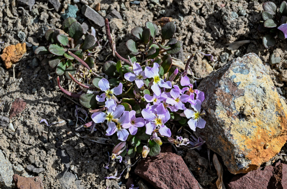 Image of genus Leiospora specimen.