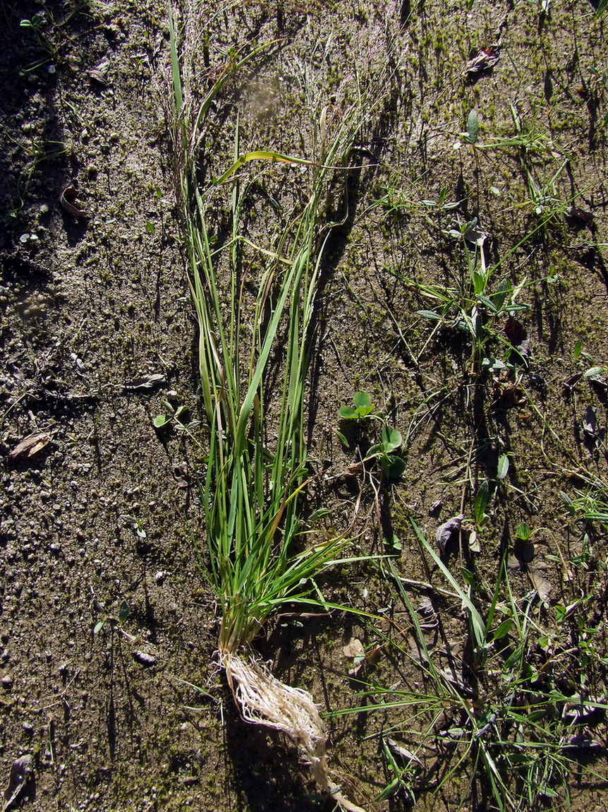 Изображение особи Agrostis clavata.