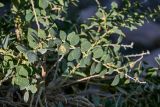 Capparis spinosa. Побеги вегетирующего растения. Марокко, обл. Драа - Тафилалет, г. Тингир, каменистый сухой склон. 02.01.2023.