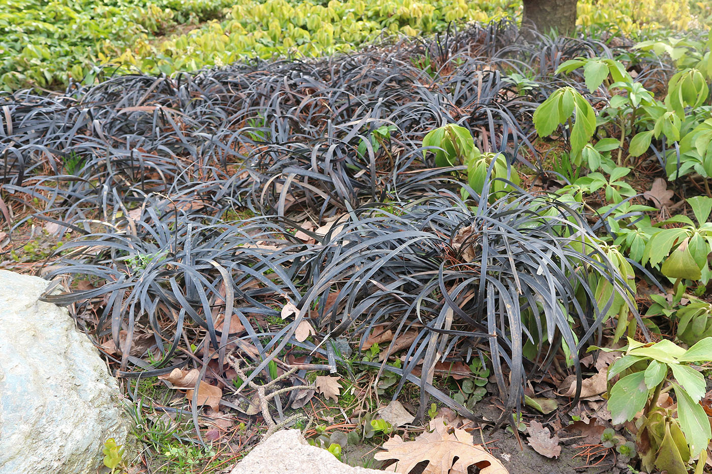 Изображение особи Ophiopogon planiscapus.