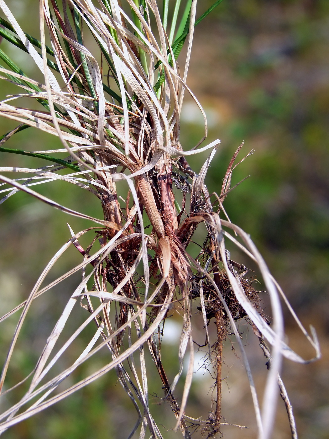 Изображение особи Carex vanheurckii.
