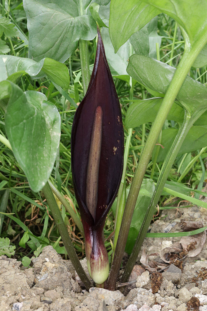 Image of Arum elongatum specimen.