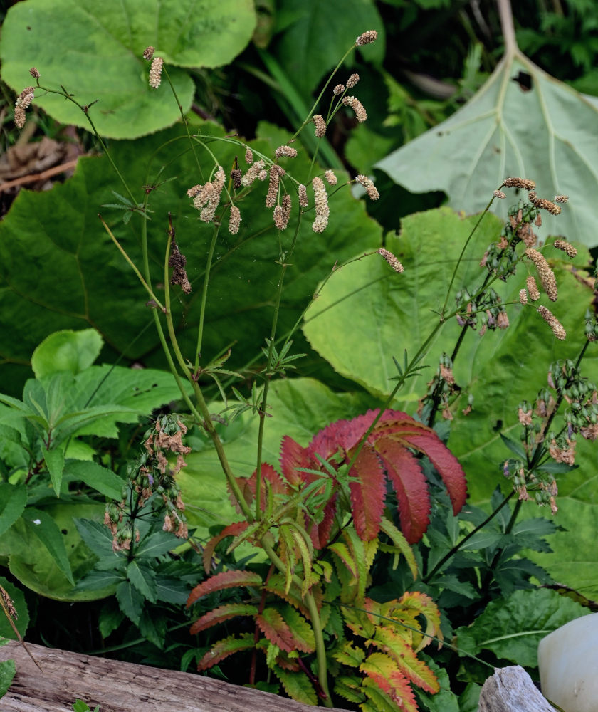 Image of Sanguisorba tenuifolia specimen.