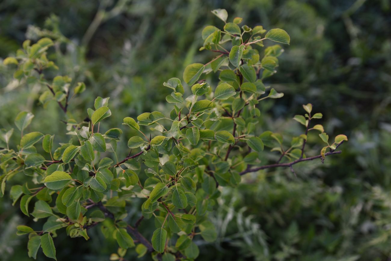 Image of genus Pyrus specimen.