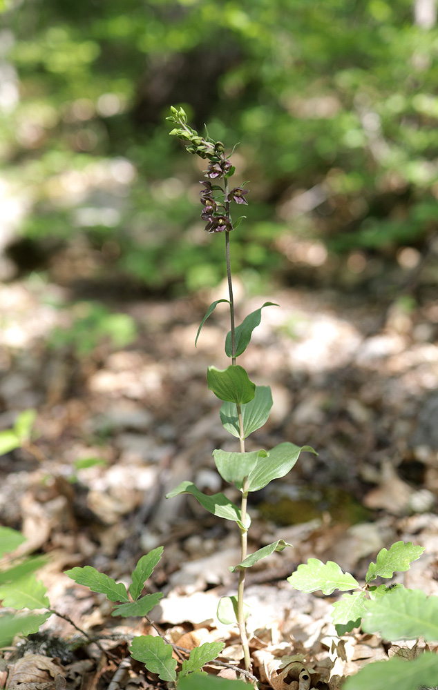 Изображение особи Epipactis helleborine.