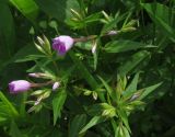 Phlox glaberrima