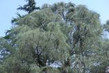 Pinus sabiniana