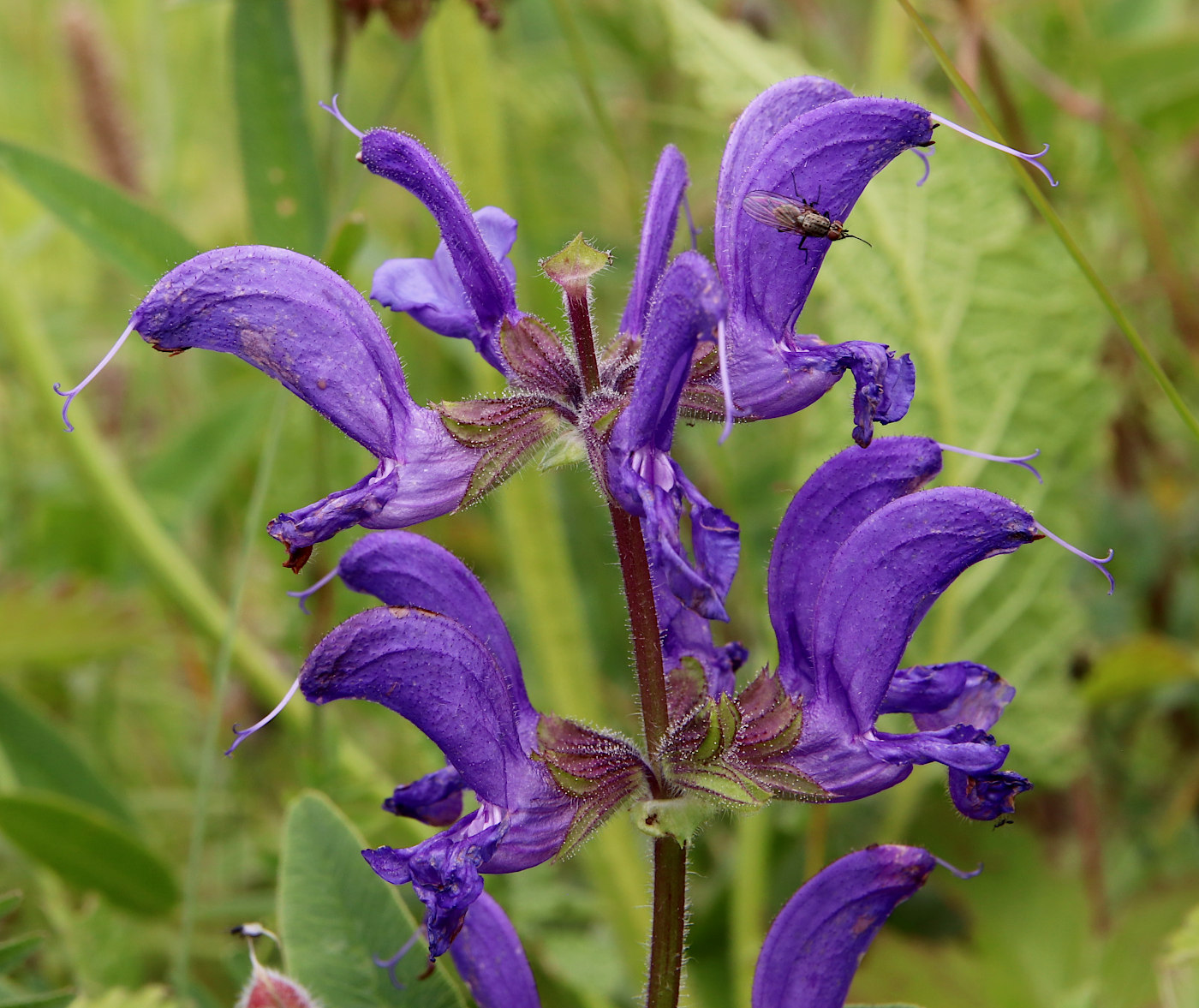 Изображение особи Salvia pratensis.