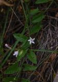 Convolvulus arvensis
