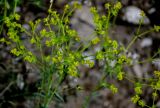 genus Euphorbia