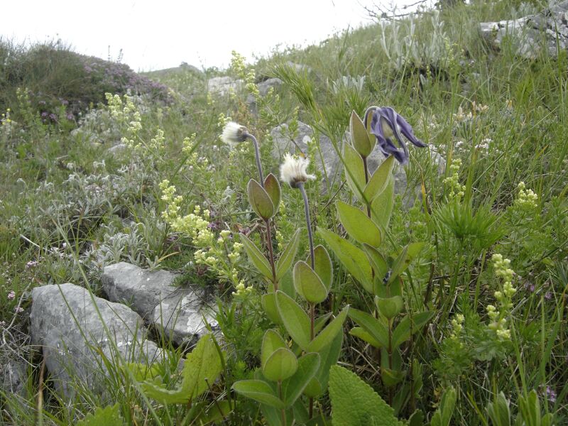 Image of Clematis integrifolia specimen.