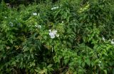 Calystegia sepium