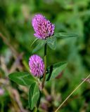 Trifolium pratense