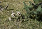 Carlina acaulis ssp. caulescens