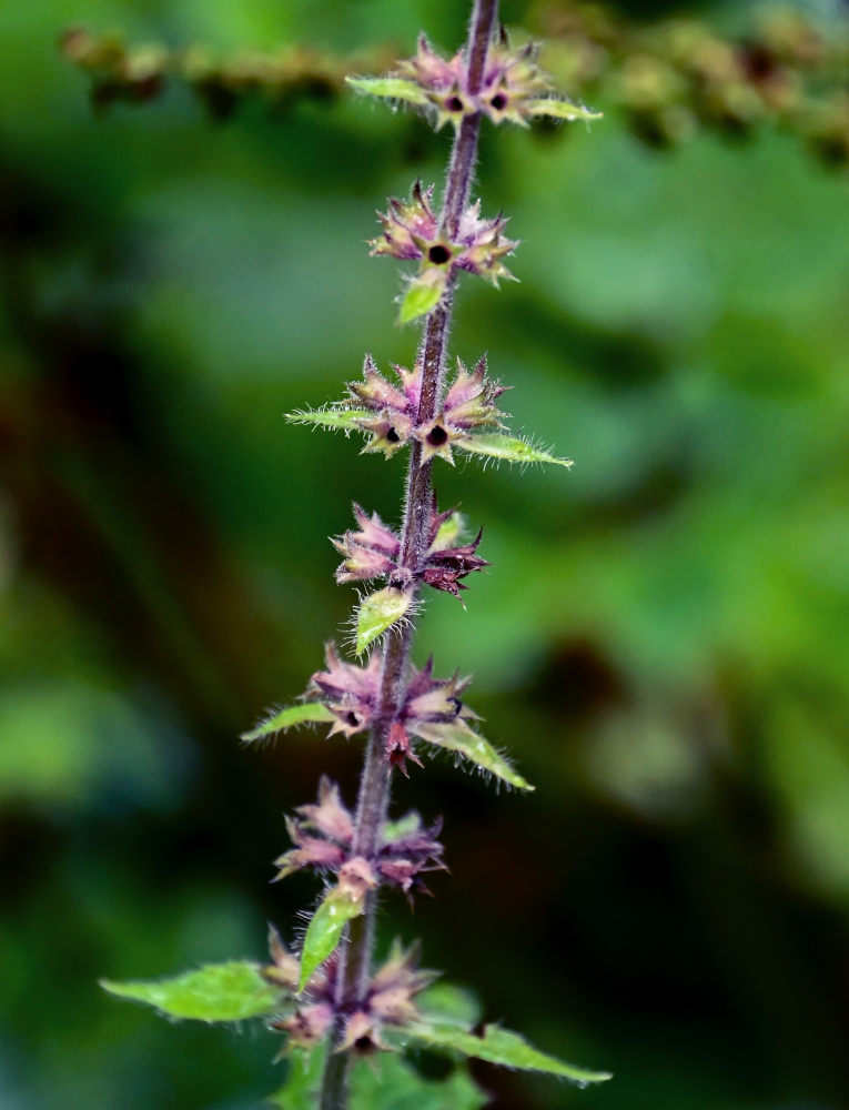 Image of Stachys sylvatica specimen.