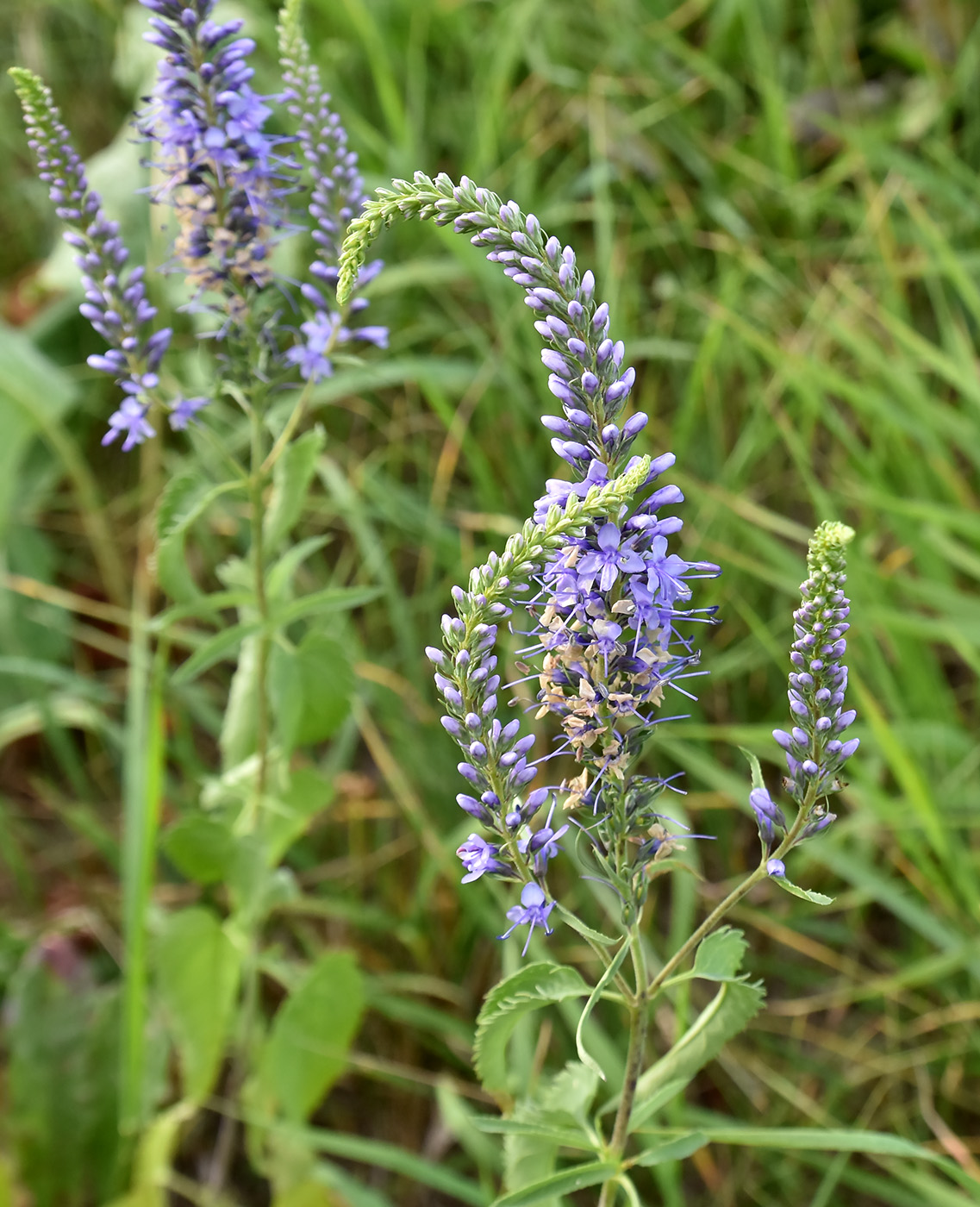 Image of Veronica longifolia specimen.