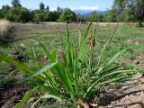 Paspalum thunbergii