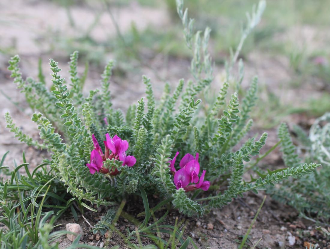 Image of Oxytropis microphylla specimen.
