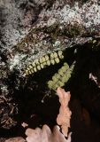 Asplenium subspecies inexpectans