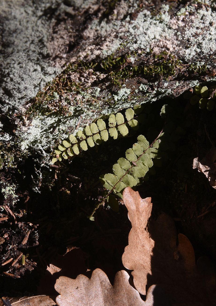 Image of Asplenium trichomanes ssp. inexpectans specimen.