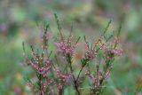 Calluna vulgaris