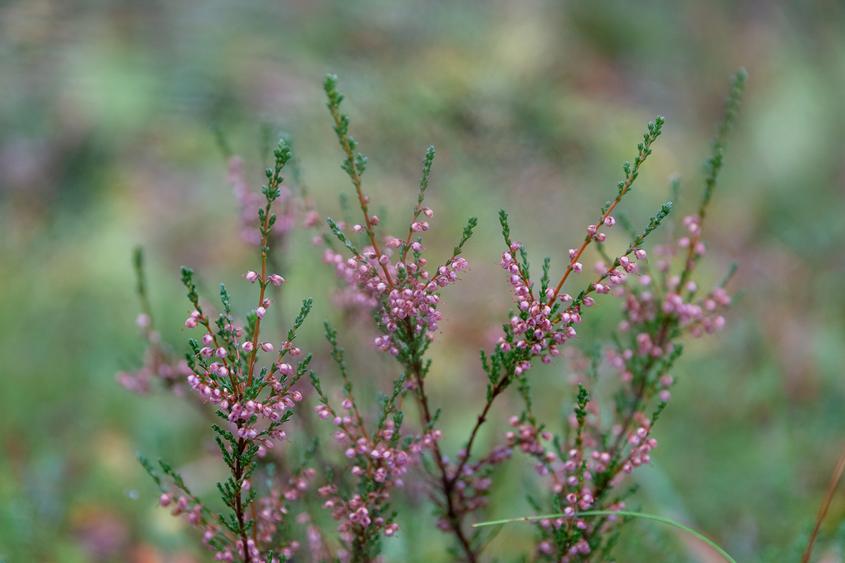 Image of Calluna vulgaris specimen.