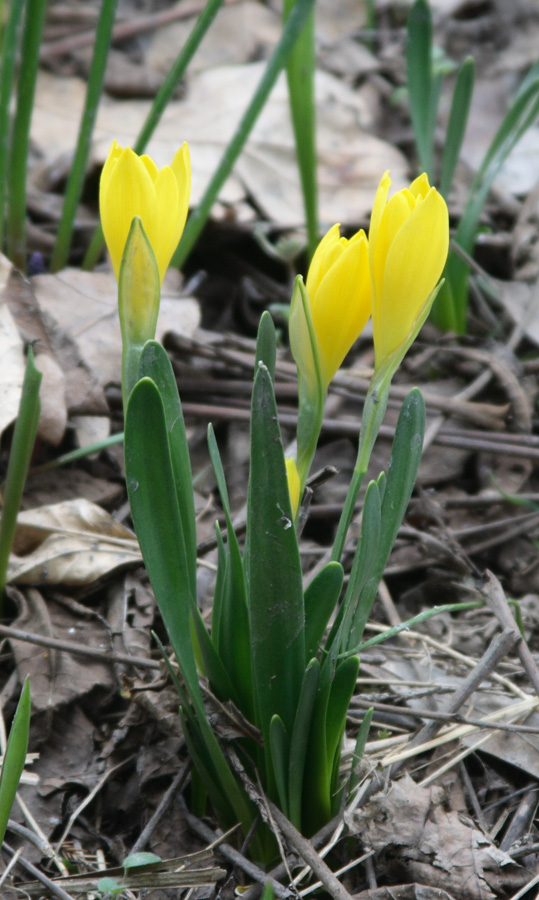 Изображение особи Sternbergia fischeriana.