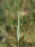 Aegilops triuncialis