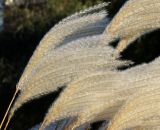 genus Miscanthus