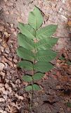 Juglans mandshurica