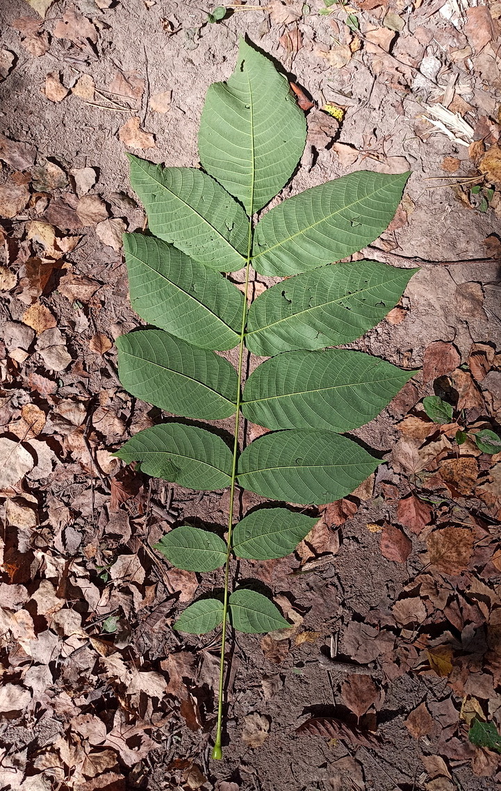 Image of Juglans mandshurica specimen.