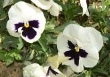 Viola wittrockiana
