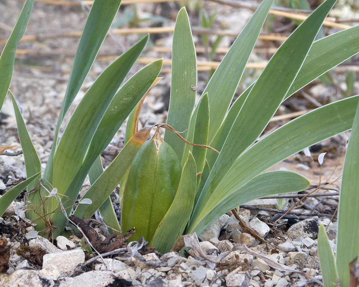 Изображение особи Iris pumila.