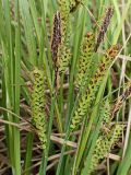 genus Carex. Части побегов с соплодиями. Хабаровский край, окр. г. Комсомольск-на-Амуре, разнотравный луг. 28.05.2015.