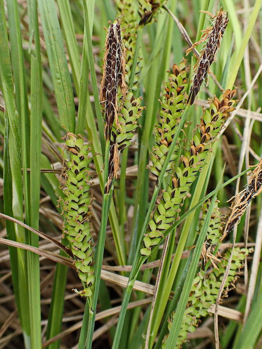 Image of genus Carex specimen.