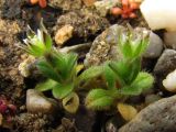 Cerastium semidecandrum. Цветущие растения. Крым, Балаклава, приморский склон. 24 марта 2011 г.