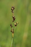 Juncus gerardi