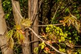 Acer platanoides
