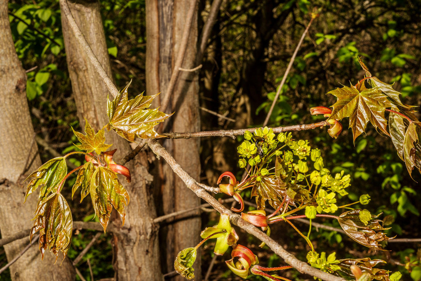 Image of Acer platanoides specimen.