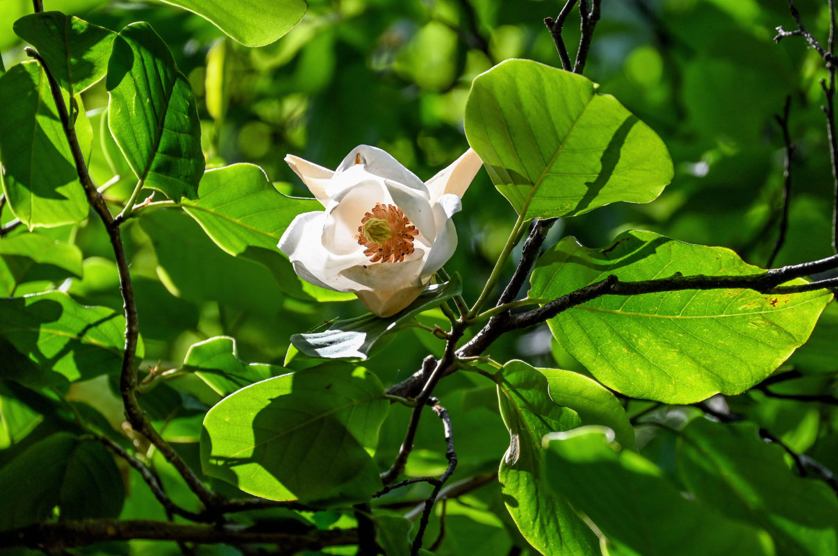 Image of Magnolia sieboldii specimen.