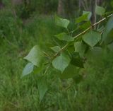 genus Populus. Верхушка веточки. Турция, ил Ван, рядом с водопадом Мурадие, левый берег р. Бендимахи, роща. 20 мая 2025 г.