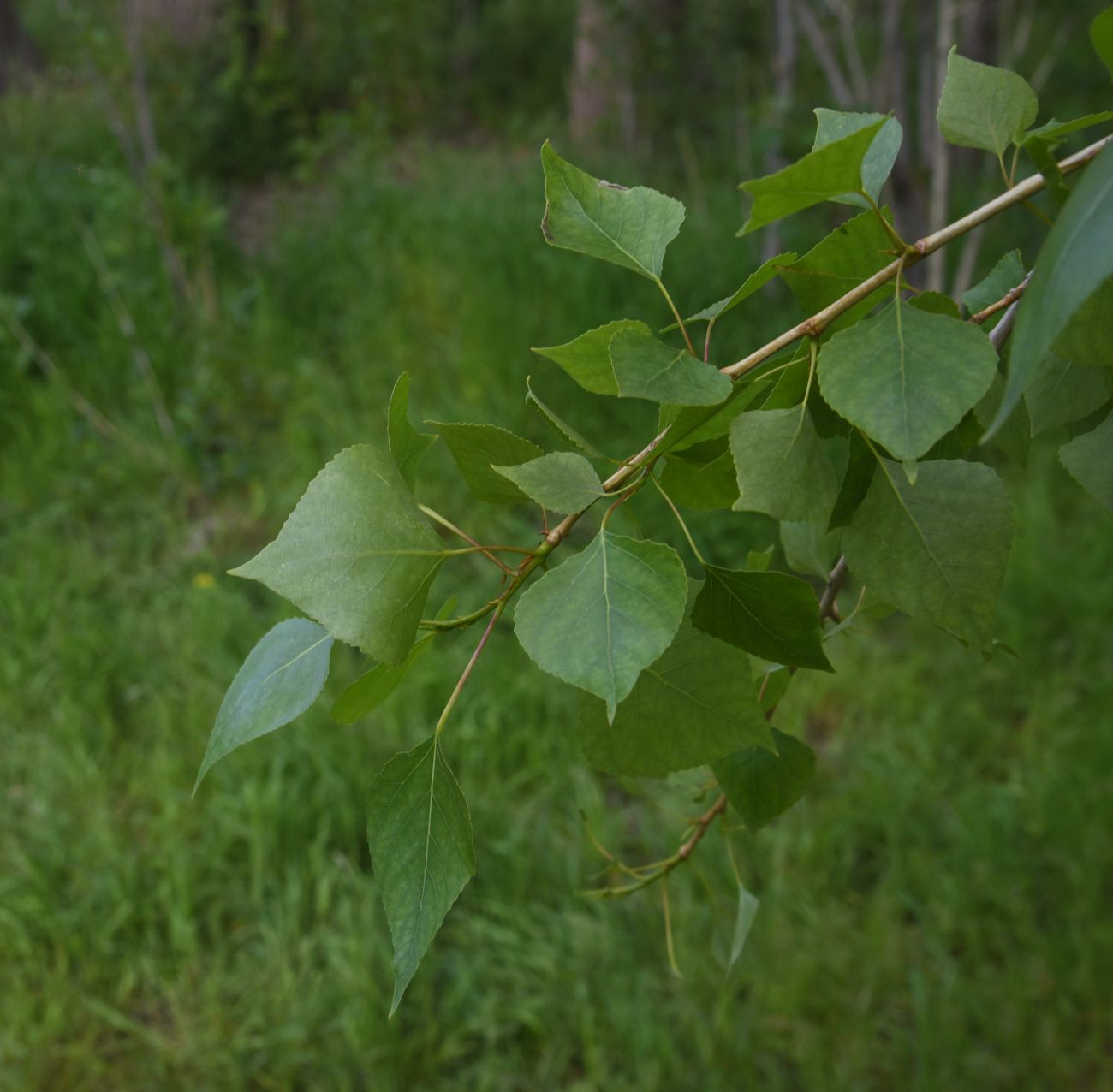 Image of Populus nigra specimen.